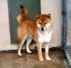 picture of dog