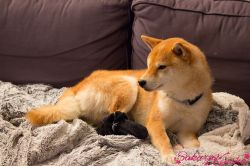 picture of dog