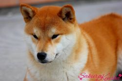 picture of dog