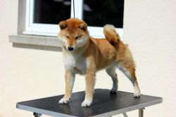 picture of dog