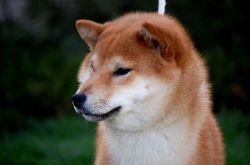 picture of dog
