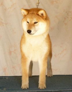 picture of dog