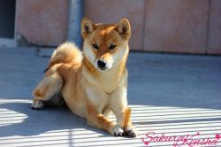 picture of dog