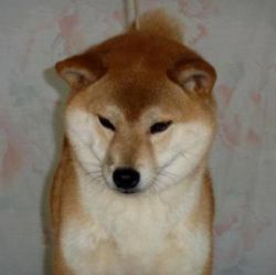picture of dog