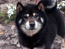 picture of dog