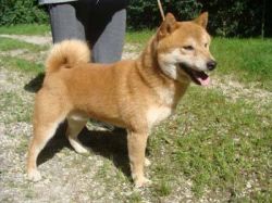 picture of dog