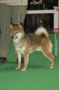 picture of dog