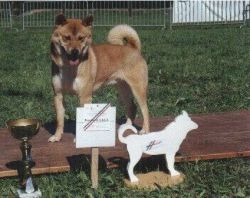 picture of dog