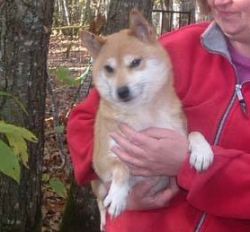 picture of dog