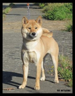 picture of dog