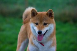 picture of dog