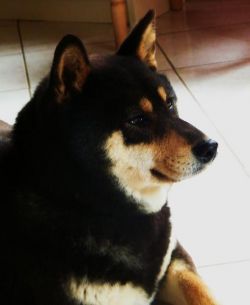 picture of dog