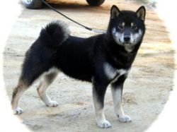 picture of dog