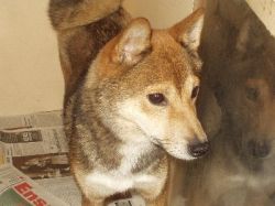 picture of dog