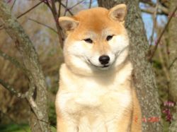 picture of dog