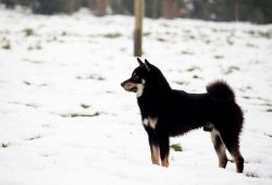 picture of dog
