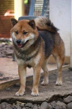 picture of dog