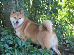 picture of dog