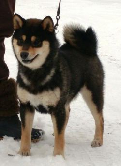 picture of dog