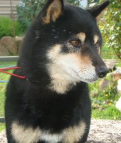 picture of dog