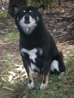 picture of dog