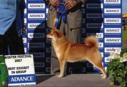 picture of dog