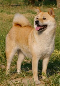 picture of dog