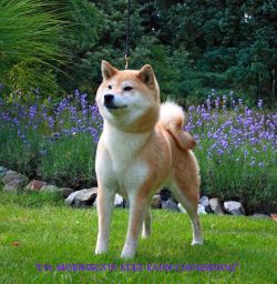 picture of dog