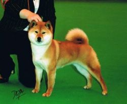 picture of dog