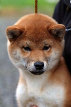 picture of dog