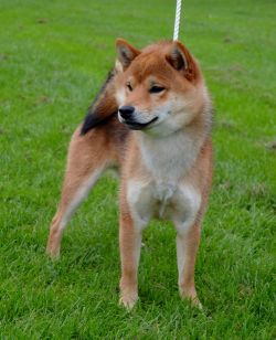 picture of dog