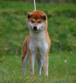 picture of dog