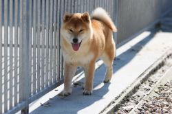 picture of dog