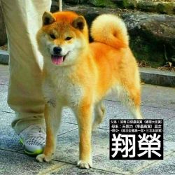 picture of dog