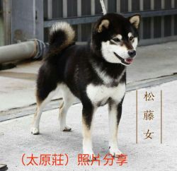 picture of dog