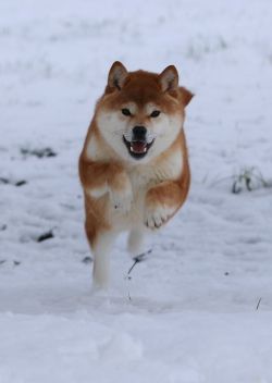 picture of dog