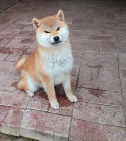 picture of dog