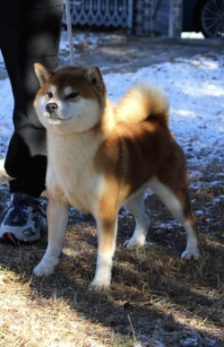 picture of dog