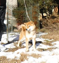 picture of dog