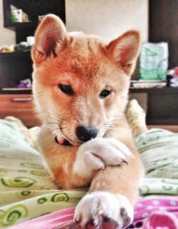 picture of dog