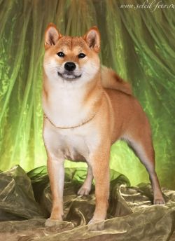 picture of dog
