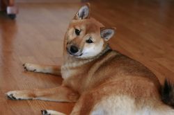 picture of dog