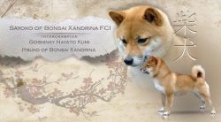 picture of dog