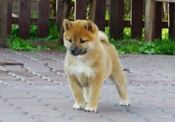 picture of dog