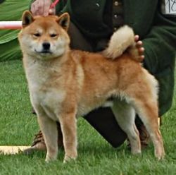 picture of dog