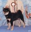 picture of dog