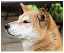 picture of dog
