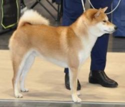 picture of dog