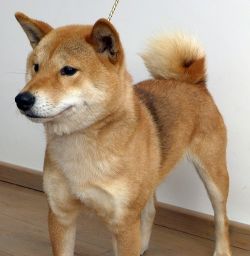 picture of dog