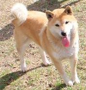 picture of dog